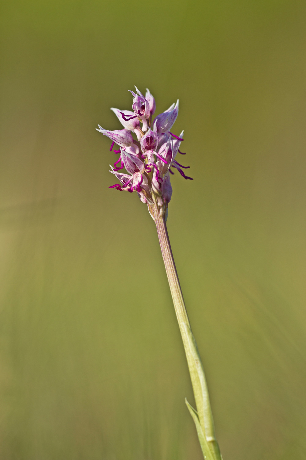 Orchis simia